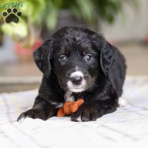 Tux, Golden Mountain Doodle Puppy